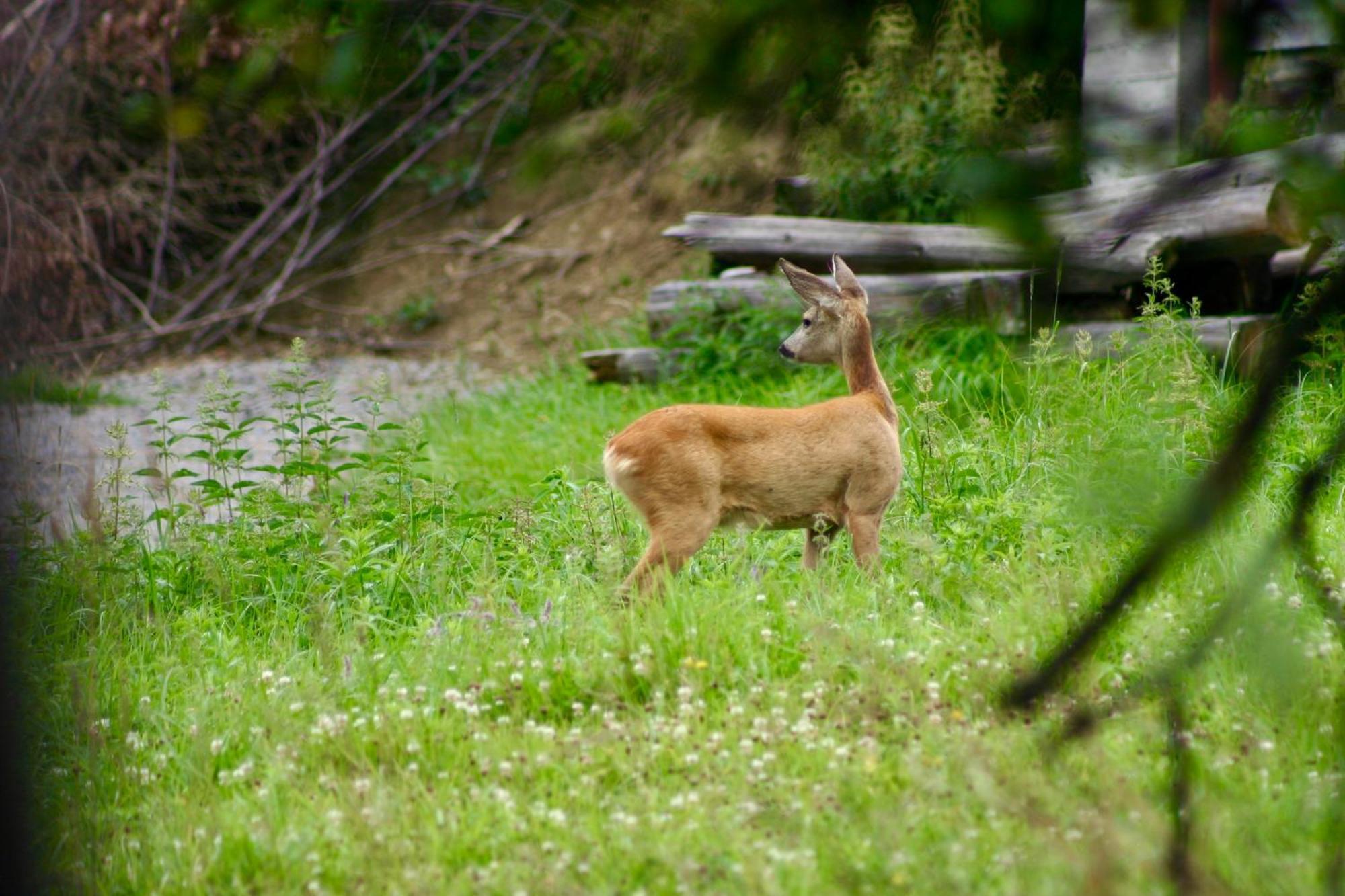 Black Deer - Z Sauna Na Tarasie, Jacuzzi I Widokiem Na Gory - By Deer Hills Luxury Apartments Kocon Εξωτερικό φωτογραφία