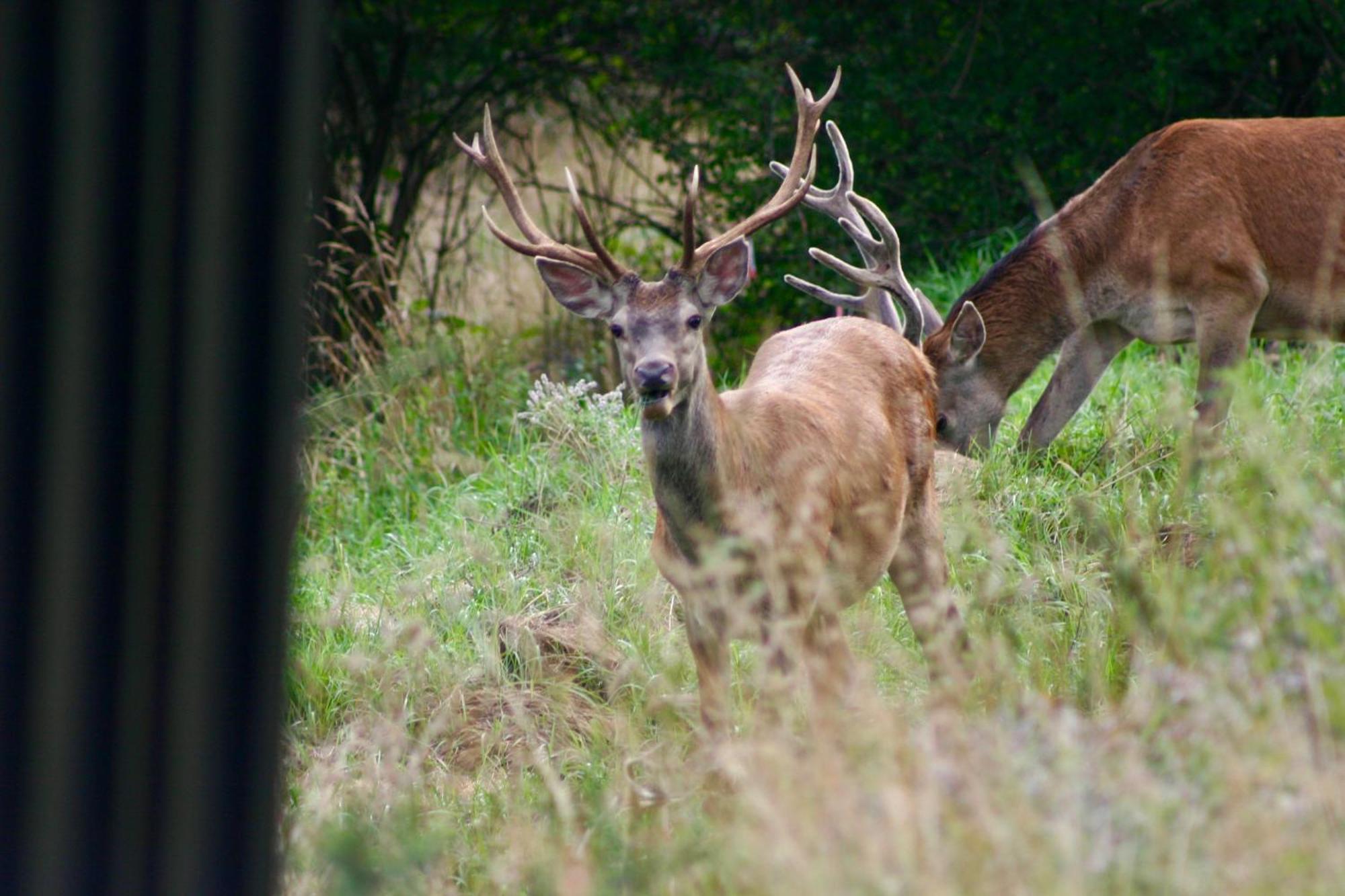 Black Deer - Z Sauna Na Tarasie, Jacuzzi I Widokiem Na Gory - By Deer Hills Luxury Apartments Kocon Εξωτερικό φωτογραφία