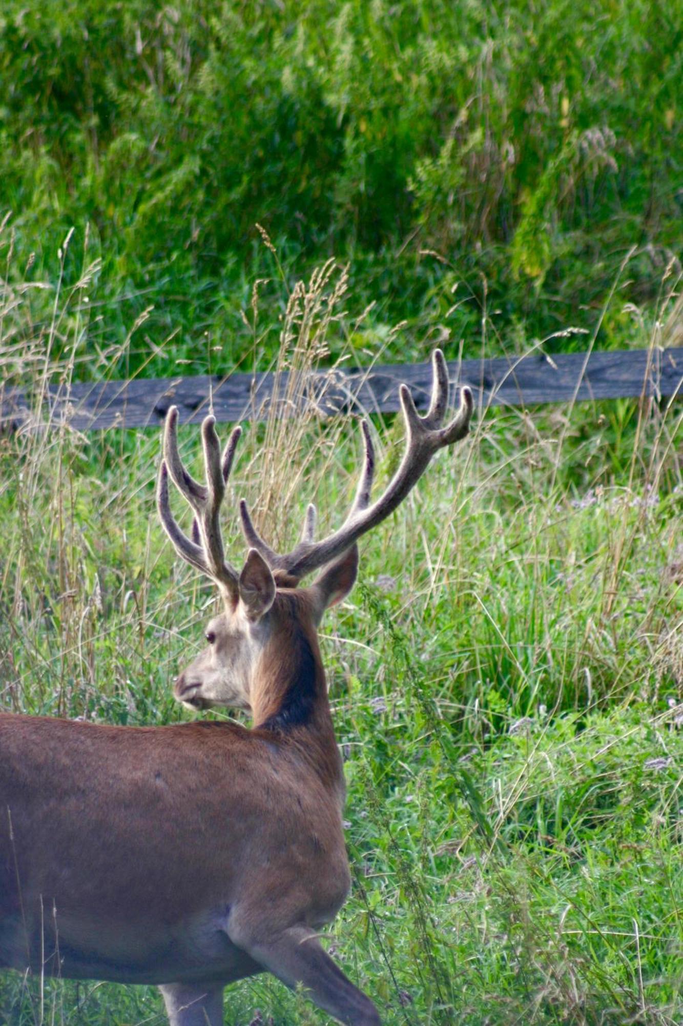 Black Deer - Z Sauna Na Tarasie, Jacuzzi I Widokiem Na Gory - By Deer Hills Luxury Apartments Kocon Εξωτερικό φωτογραφία